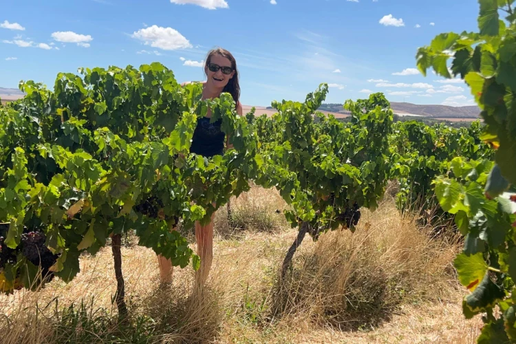 Illimis Cinsault VIneyard
