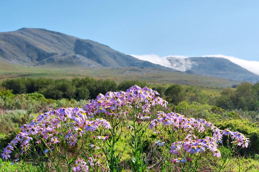 Spring Flowers Fernkloof Nature Reserve