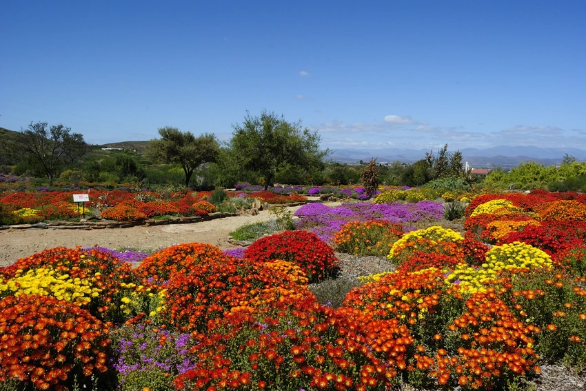 Spring Flowers Karoo Desert National Botanical Gardens