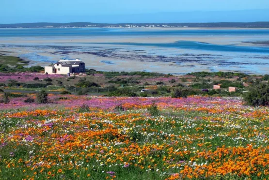 Spring Flowers West Coast