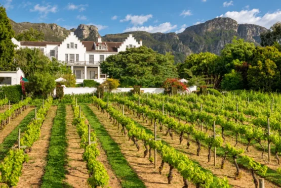 Cellars-Hohenhort Vineyard Views