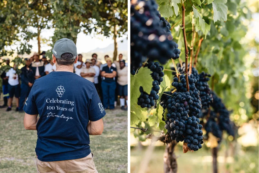 Lanzerac Pinotage Vineyard Grapes