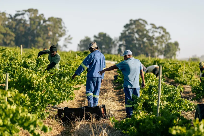 Intellego Wines Pink Moustache Vineyard