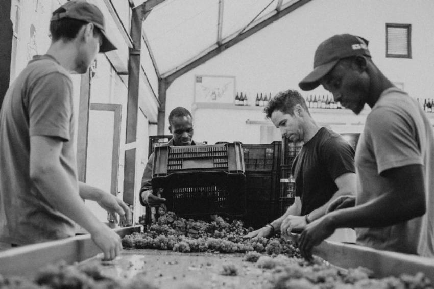 Intellego Wines Pink Moustache Winemaking