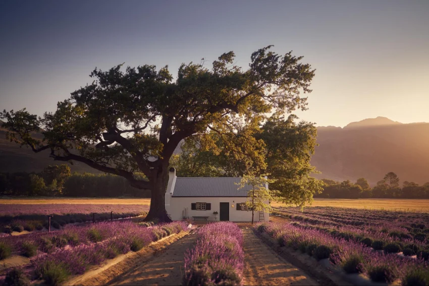 Best Restaurants Jan Franschhoek