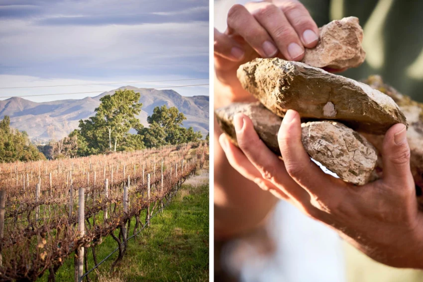 Silverthorn RIver Dragon Vineyard