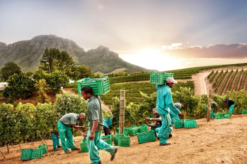Delaire Graff Farming