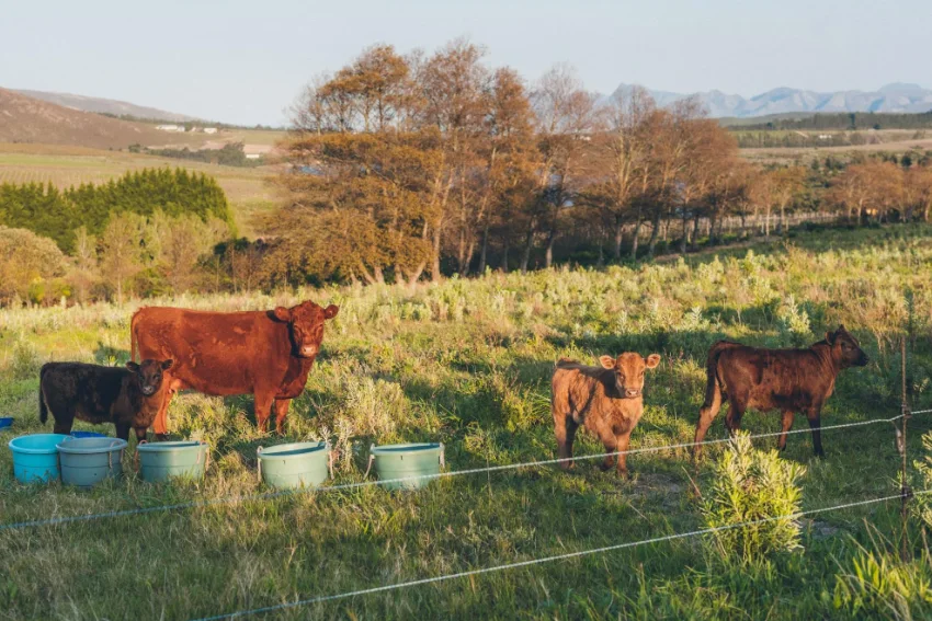 Hasher Wines Cattle