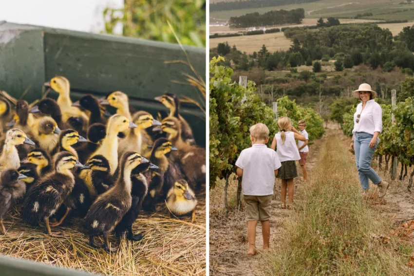 Hasher Wines Ducks Vineyard