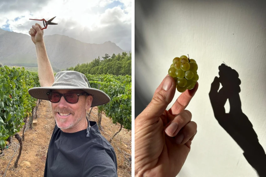 Yardstick Sauvignon Blanc Vineyard