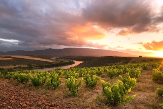 Sijnn Wines