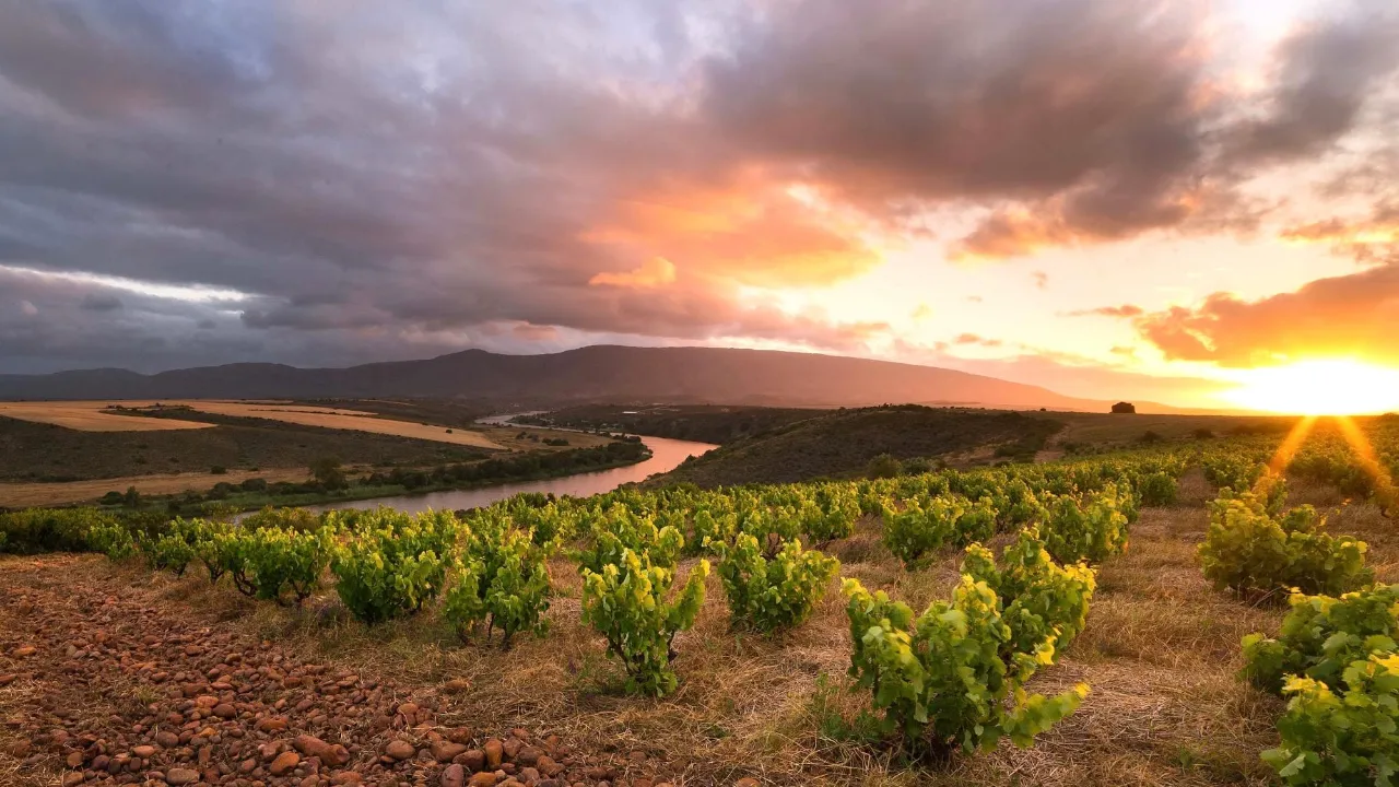 Sijnn Wines