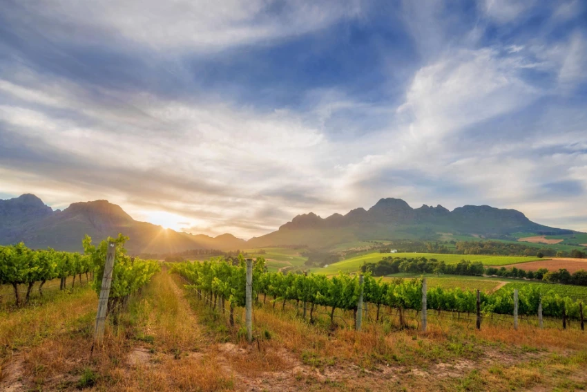 Stellenbosch Collection Vineyard