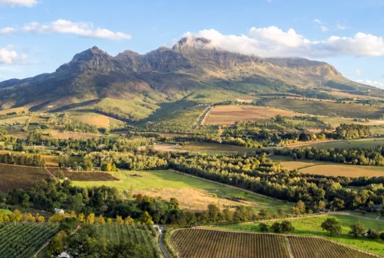 Stellenbosch Collection: Afrikaans Wine