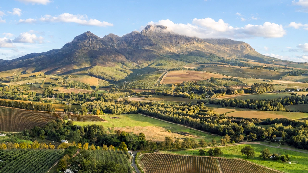 Stellenbosch Collection: Afrikaans Wine