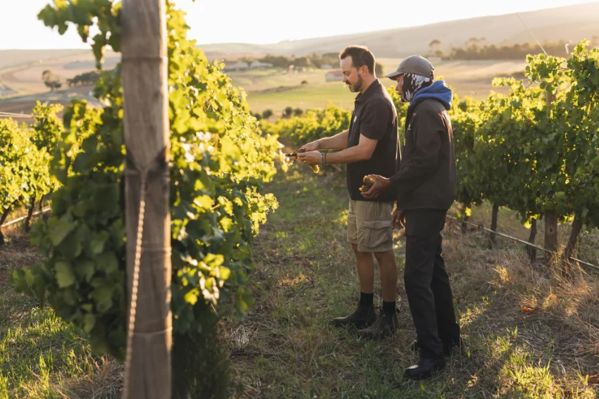 Ampersand Cinsault Vineyard