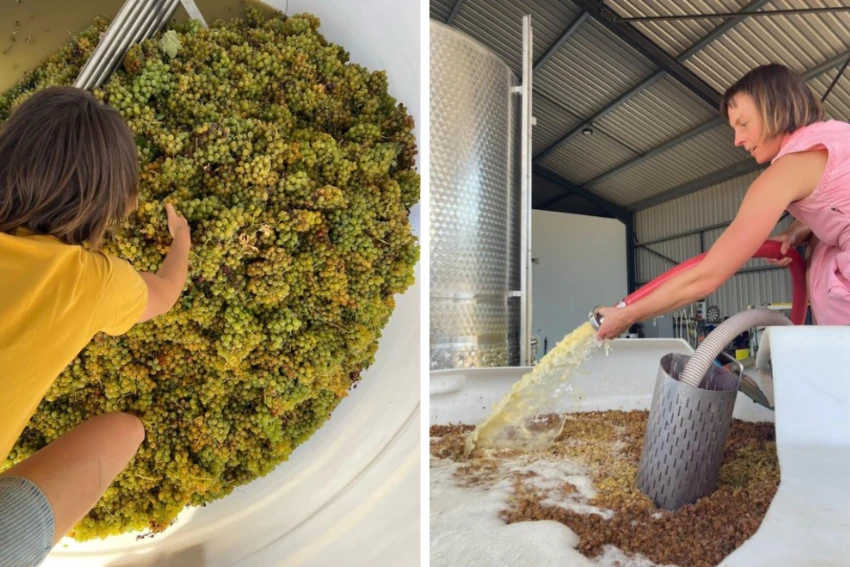 Vino pH Barbera Winemaking