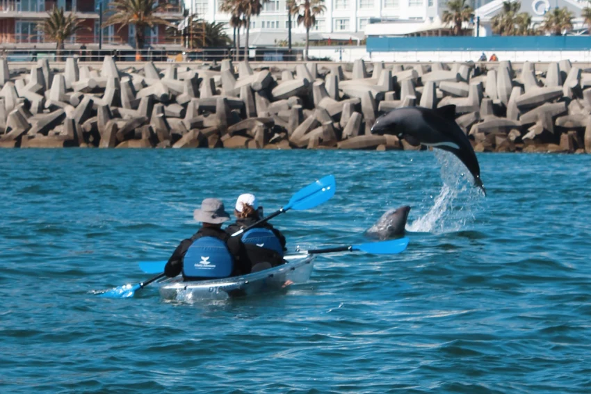 Clear Kayak Dolphin